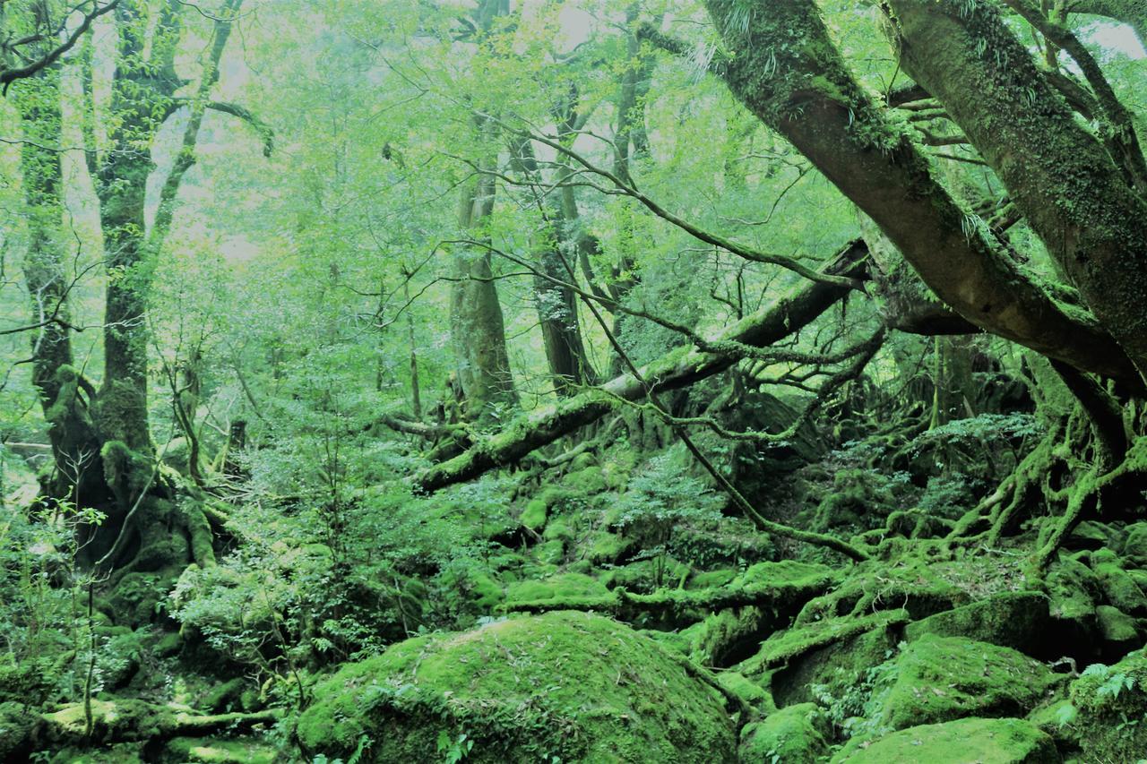 Cottage Yakusugi House Yakushima  Exterior photo